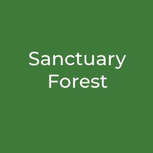 Sanctuary Forest