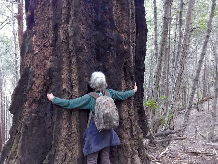 An old-growth Douglas-fir on the slopes of Taylor Peak that was not considered in a High Conservation Value Forest by Humboldt Redwood Company’s THP.  by Lost Coast League