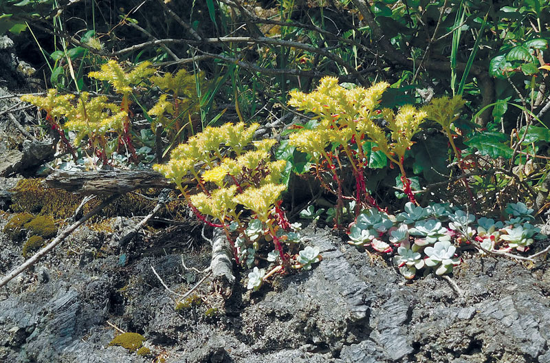 Broadleaved stonecrop in bloom, growing on the roots of a Douglas-fir tree in the Sinkyone Wilderness State Park.  all photos this article by Cheryl Lisin