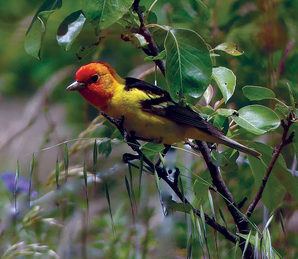 The Western Tanager is perhaps our most colorful neotropical migrant. It winters from Mexico, south to Costa Rica, and in summer it can be found breeding as far north as western Canada.