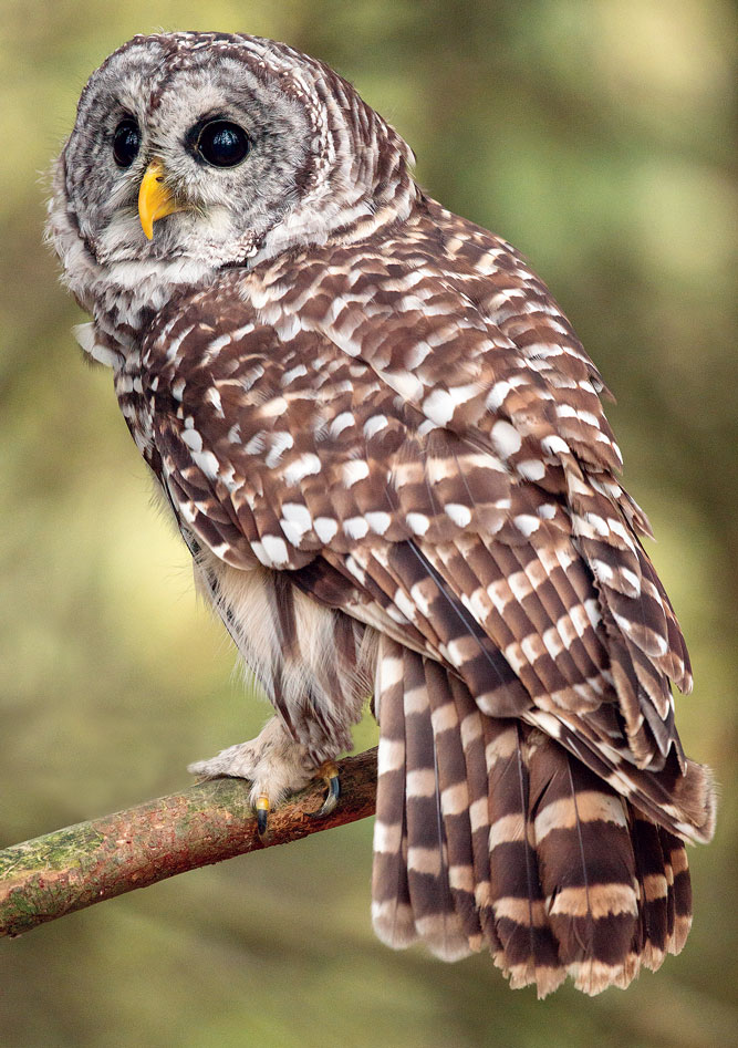 What Do Barred Owl Calls Mean