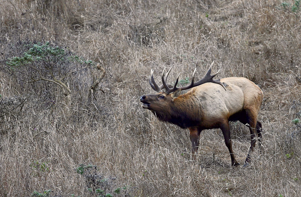 image of a Roosevelt Elk eating grass in the wild