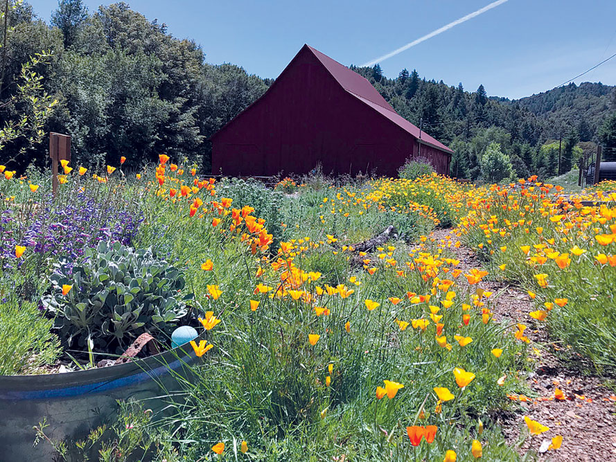 photo of blooming yellow and orange wildflowers with large barn in the background.