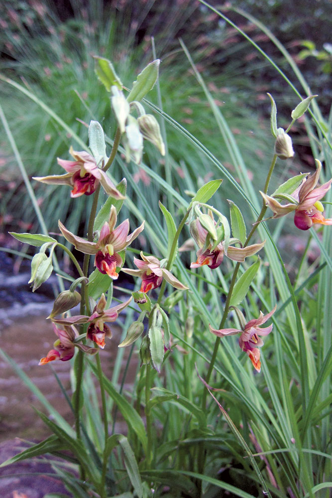 stream orchids