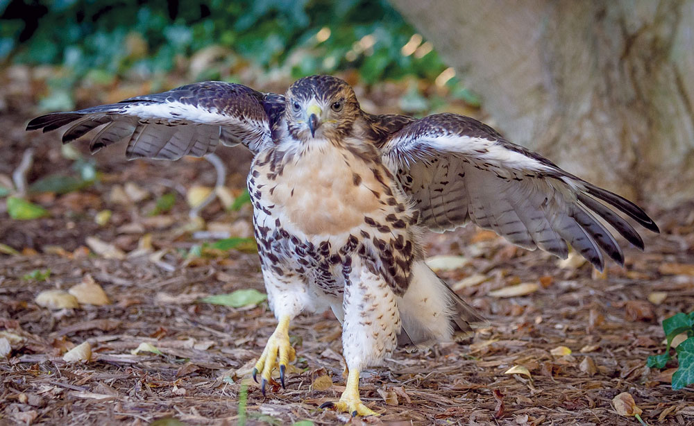 A fledgling red-tailed hawk. Photo from needpix.com