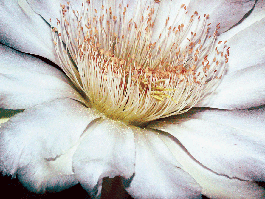 close up of a cereus flower