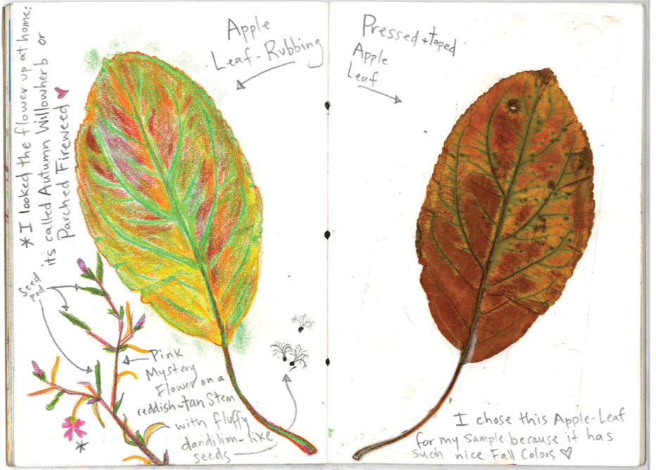 An open journal with an apple leaf rubbing on the lefthand page and and a pressed and taped apple leaf on the righthand page, with handwritten notes