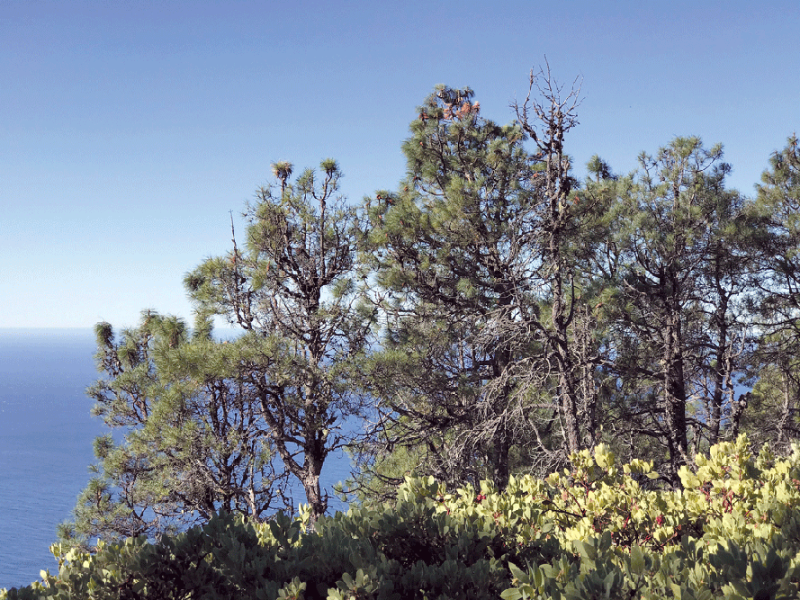 Knobcone pines along the Lost Coast Trail in the King Range. Agreat example plant adaptation to fire.