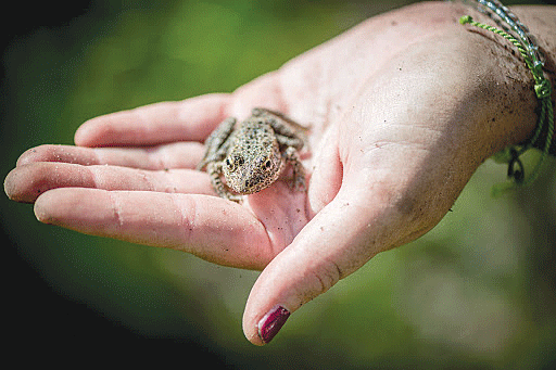 Photo from www.washingtonpost.com “They’re Great Little Animals”: 
The dusky gopher frog goes before the supreme court”, 09/29/2018
photo by Emily Kask, The Washington Post