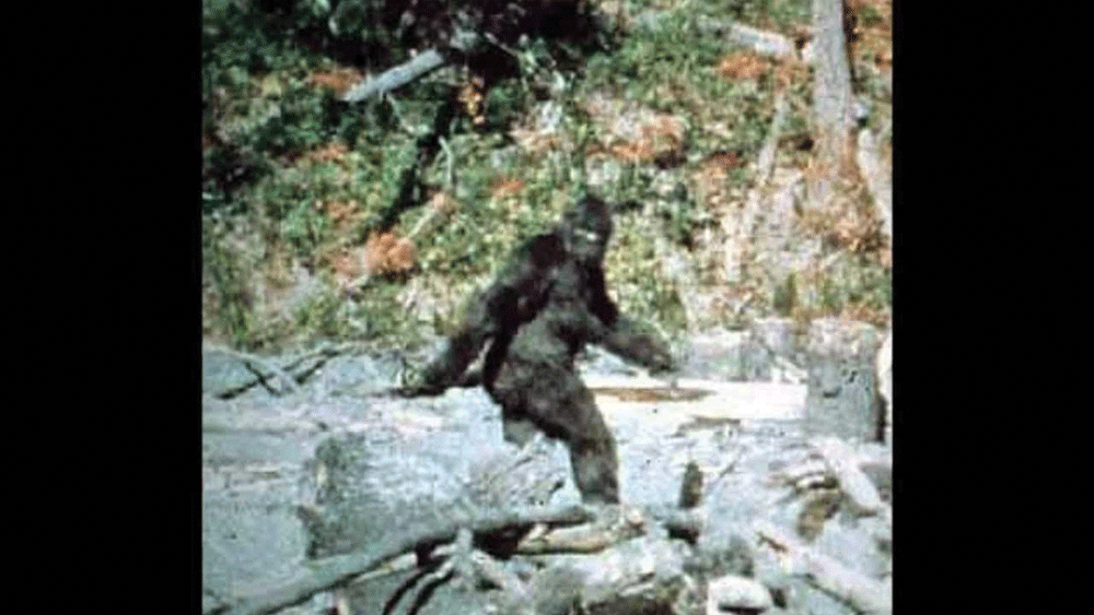 A black furry Bigfoot walking by a creek, with head turned sideways, gazing towards the camera. Learn about Big foot and fire adaptation.