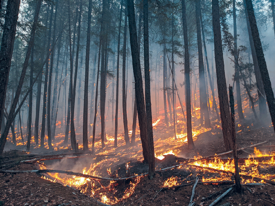 fire buring low to the ground in a conifer forest