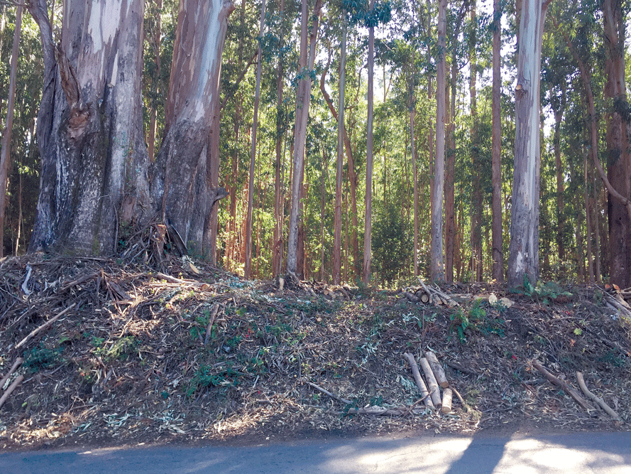 "The Eucalyptus Forest" after the Roadside Fuels Reduction project.