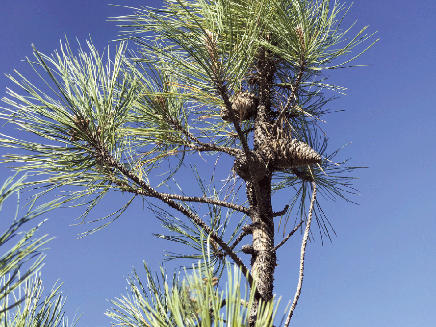 Knobcone pine cones grow in tight whorls around the branches and stay on the tree for many years.
photos this article by Cheryl Lisin