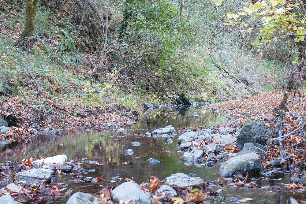 A portion of San Geronimo Creek purchased for protection and restoration by SPAWN.  photo by SPAWNusa.org