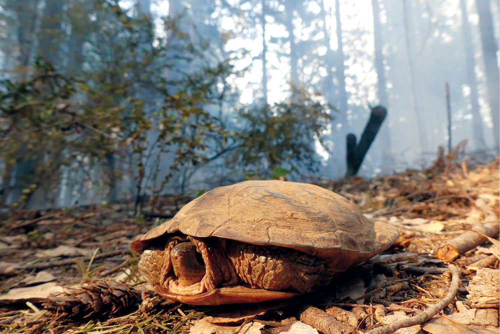 Female Western Pond Turtle (Actinemys marmorata) forced to wake from winter hibernation in mid February on Old Briceland Ridge, 1960’ elevation in conifer/mixed forest. (She was safely relocated a few hours later.)  All photos this article by Kyle Keegan