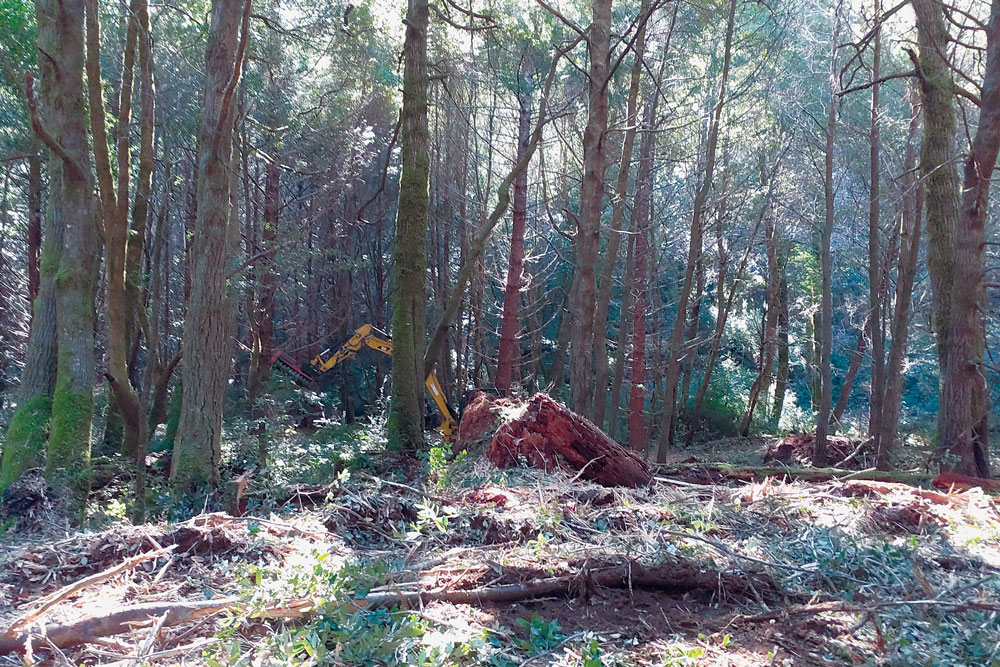 Conditions before thinning: High-density vegetation with abundant ladder fuels are typical of forest conditions throughout the Anderson Creek watershed and other areas where fire suppression has altered historical fire regimes.

Photo courtesy Sanctuary Forest archives