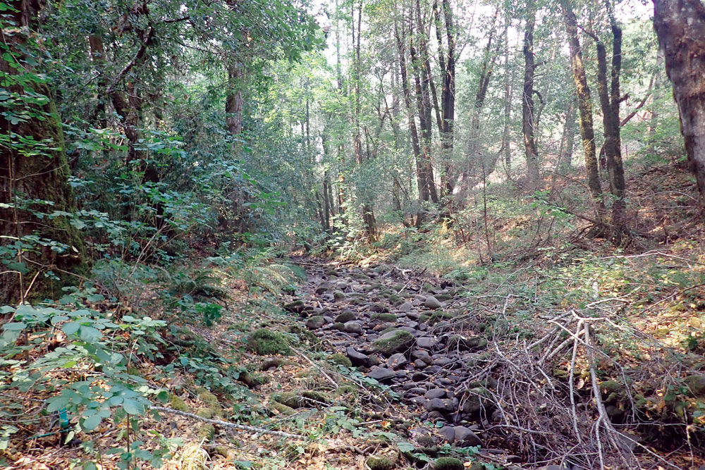 Upper Mill Creek dry in later summer 2021.