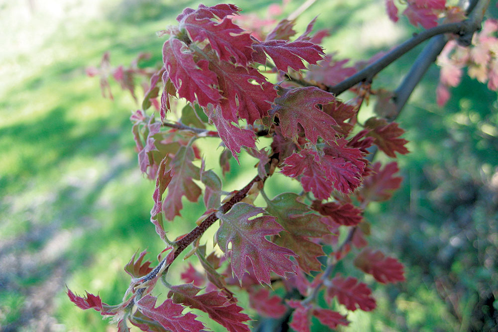 new oak leaves