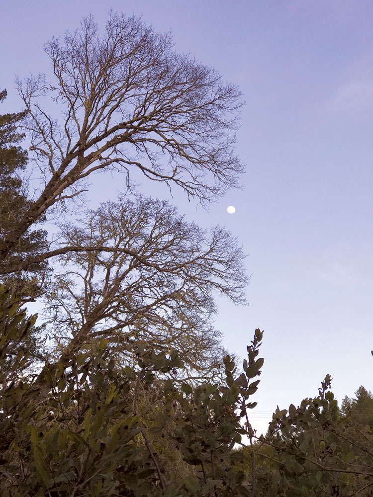 oaks at night