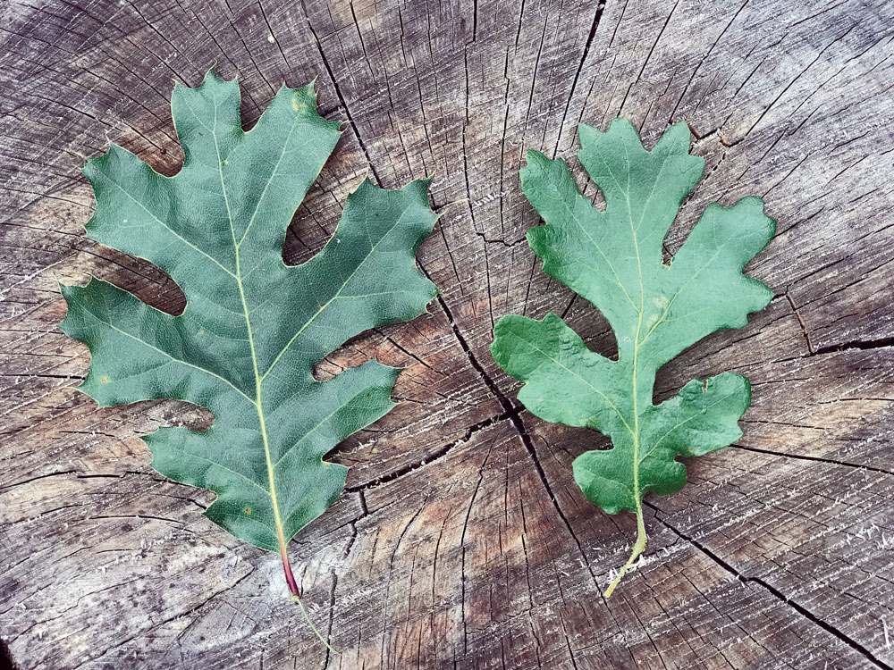 black oak leaf identification