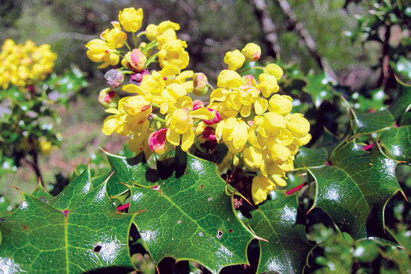 Holly-shaped leaves and blooms of Oregon grape
All photos this article by Cheryl Lisin