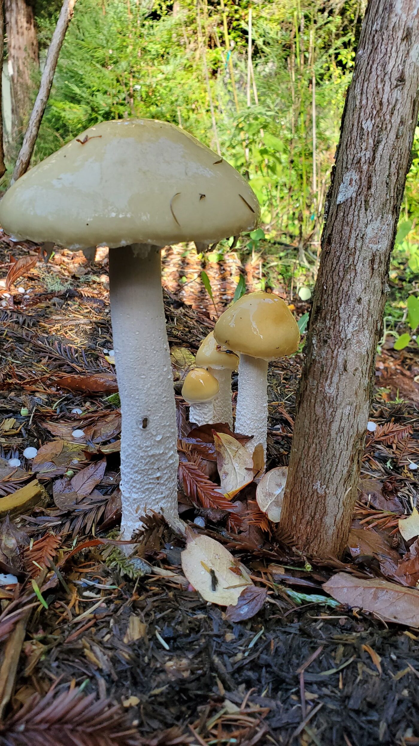 Stropharia ambigua fungus used in Dry Creek Rancheria fire restoration